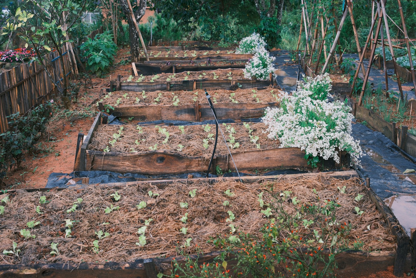 DIY Raised Garden Bed: A Weekend Project for Growing Vegetables at Home